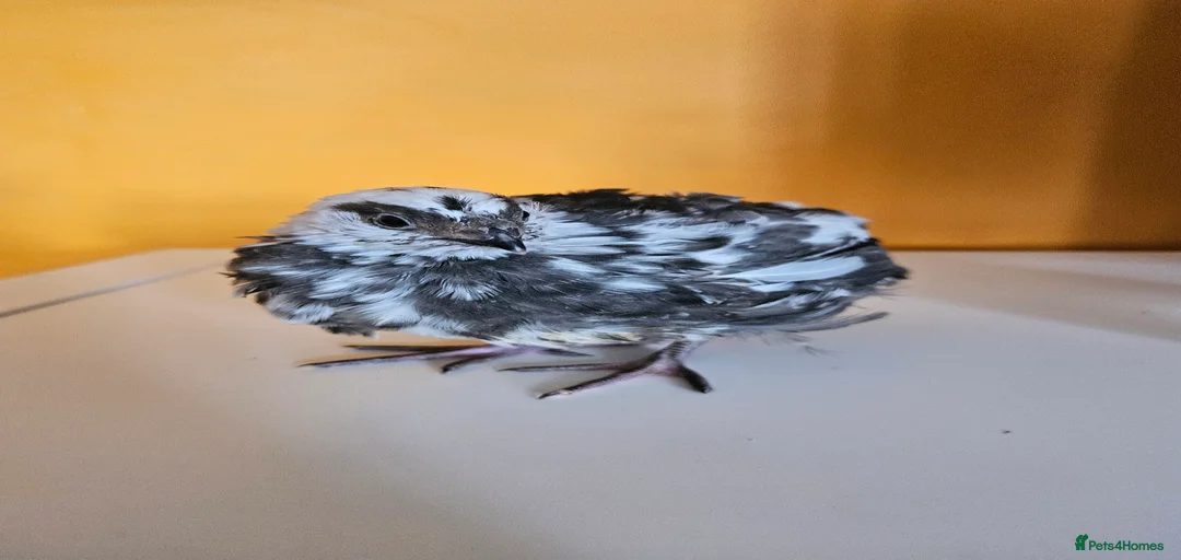 Gallery Image {{count}}