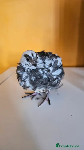 Gallery Image {{count}}