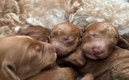 Cockapoo dogs for sale: Cockapoo puppies in Preston - Image 11