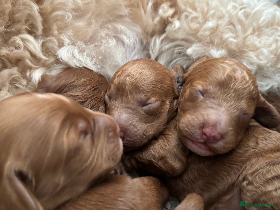 Cockapoo dogs for sale: Cockapoo puppies in Preston - Image 11