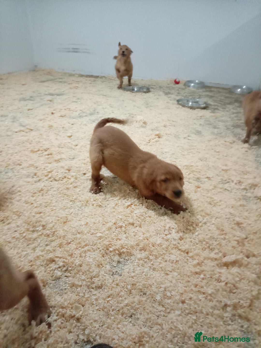 Golden Retriever dogs for sale: Kc registered golden retrievers from working lines - Advert 21