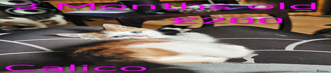 Calico