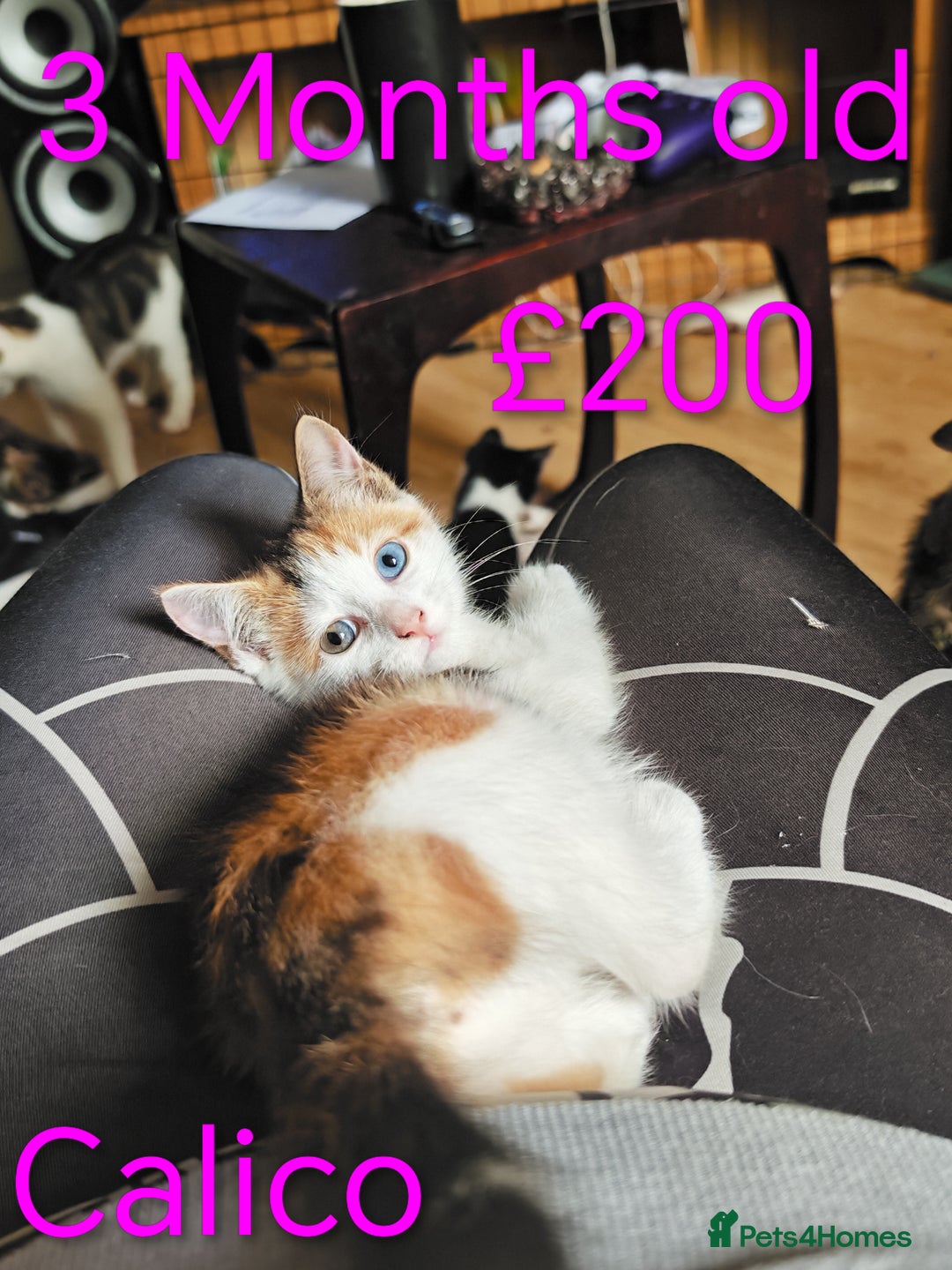 Khao Manee cats for sale: Mixed price Khao Manee kittens  - Image 5