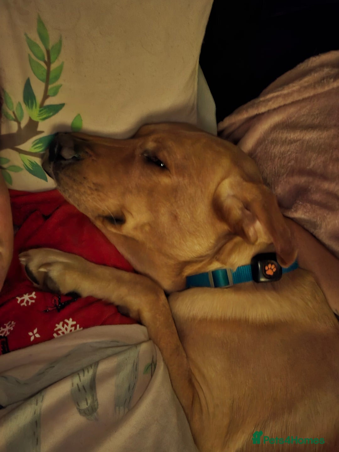 Labrador Retriever dogs for sale: 2 year old kc registered male red labrador  - Advert 3