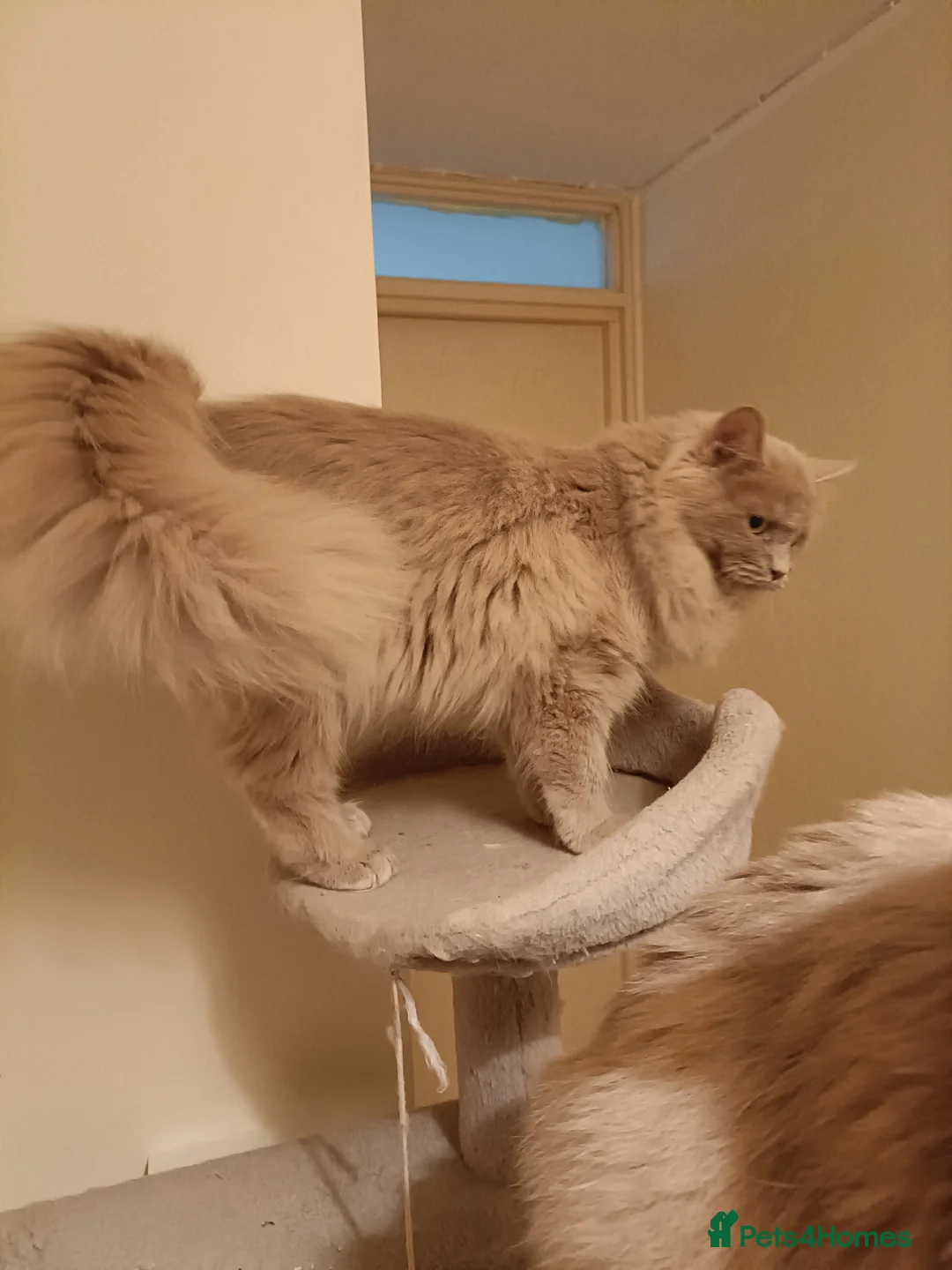 Ragdoll cats for stud: Solid Fawn Ragdoll for stud in Telford - Advert 5