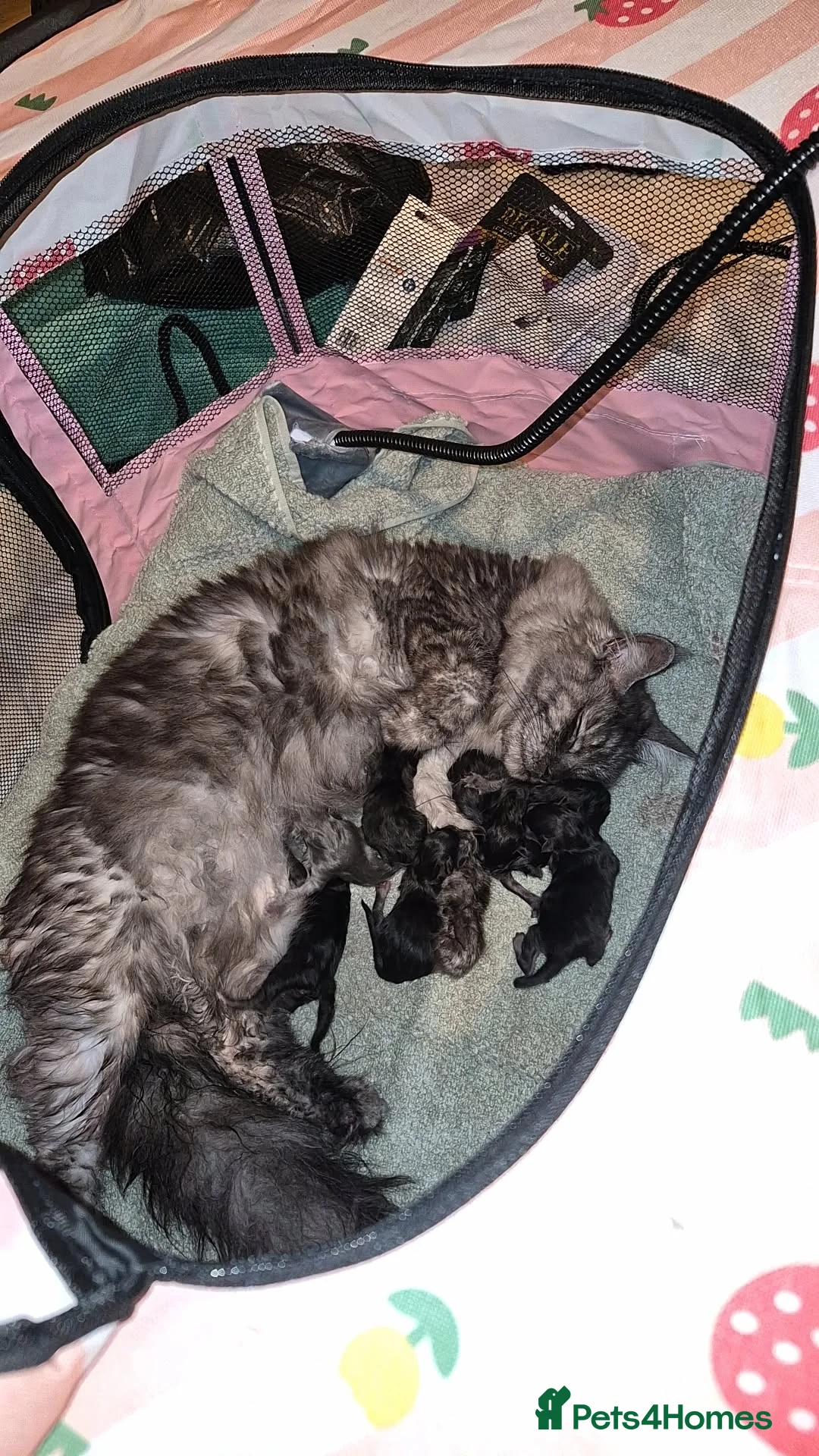Maine Coon cats for sale: 5 beautiful maine coons left  - Advert 4