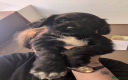 Cocker Spaniel dogs for sale: Cocker spaniel pups - Image 3