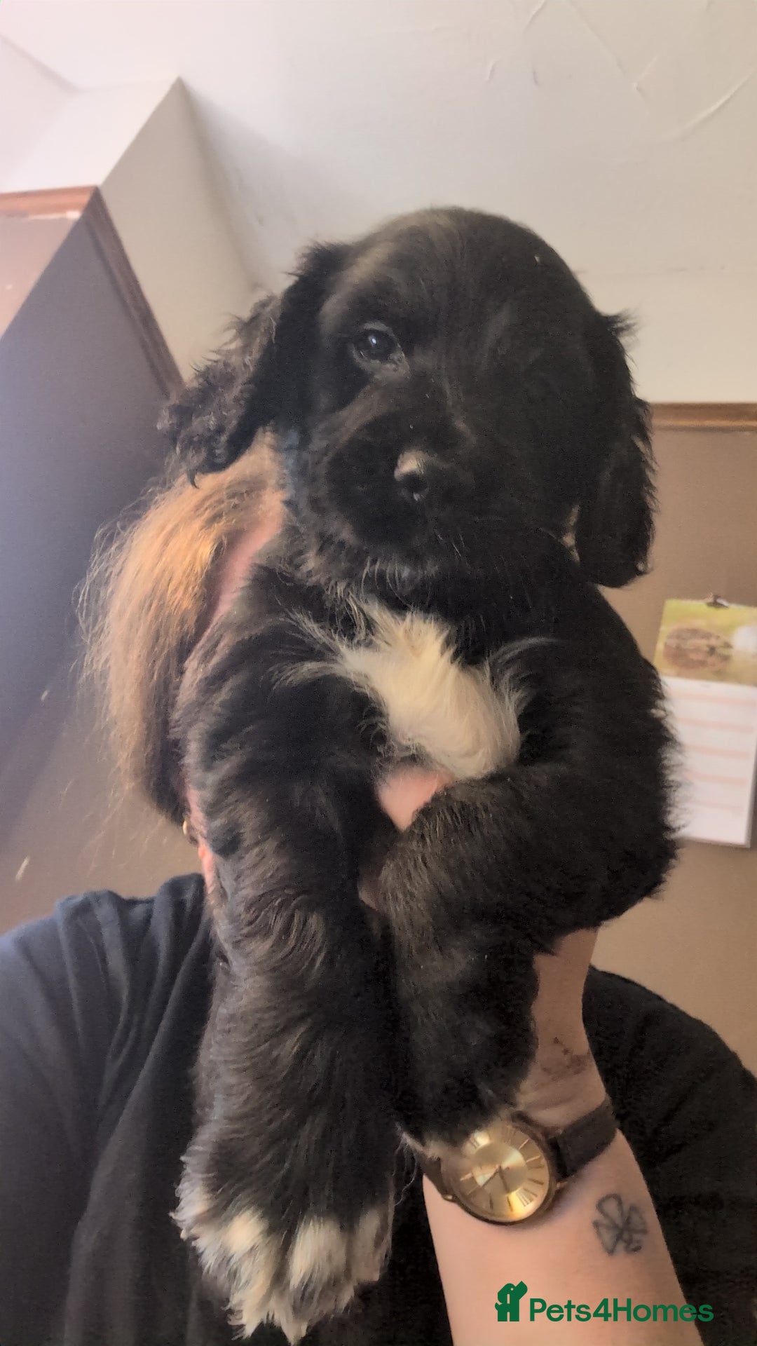 Cocker Spaniel dogs for sale: Cocker spaniel pups - Image 3