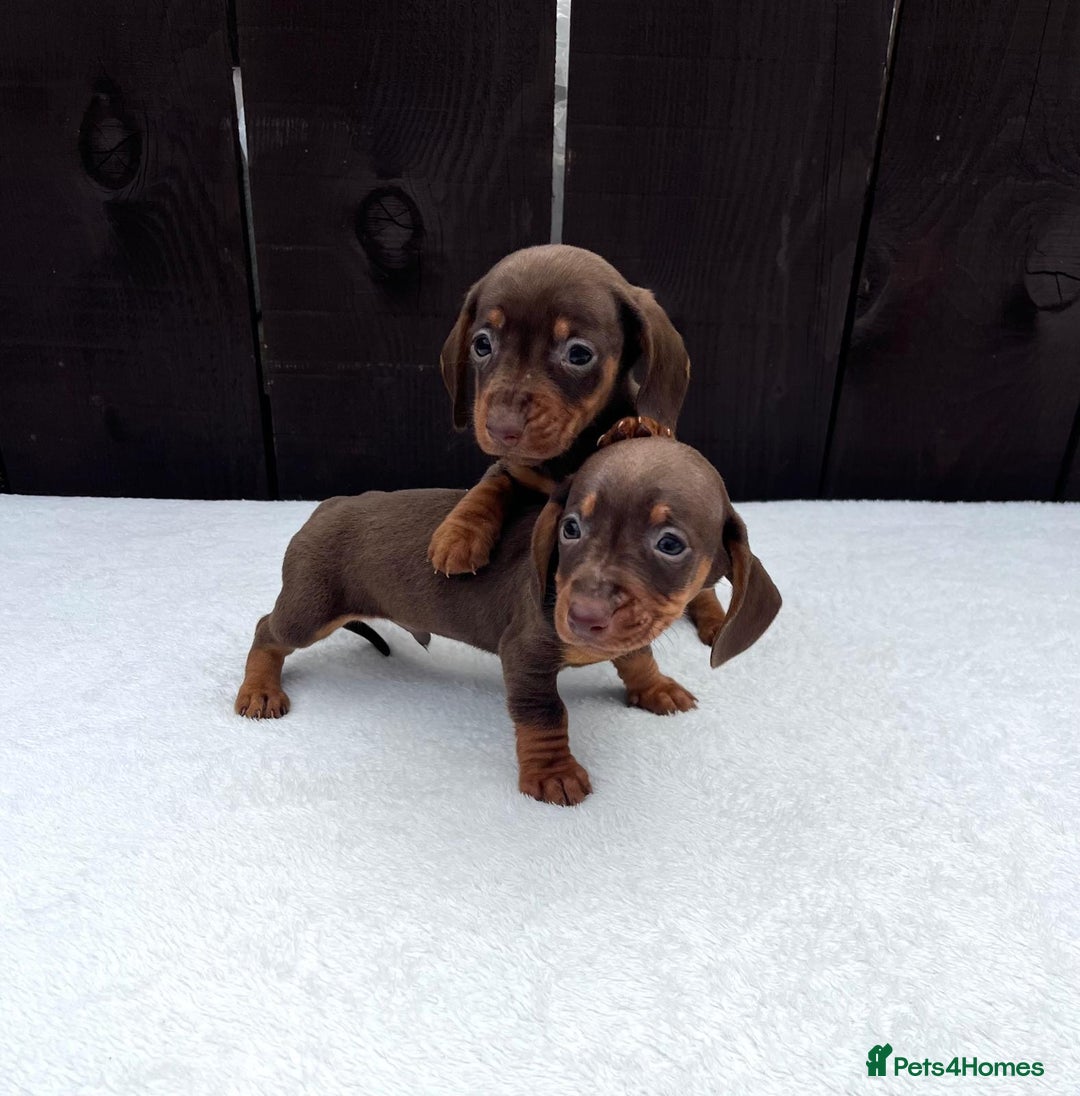 Miniature Dachshund dogs for sale: Dachshund puppies 5Boys  - Image 25