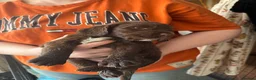 Sprocker dogs for sale: Beautiful sprocker spaniel puppies in Cheltenham - Advert 6
