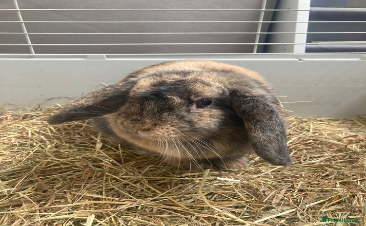 English Lop rabbits - Advert 11