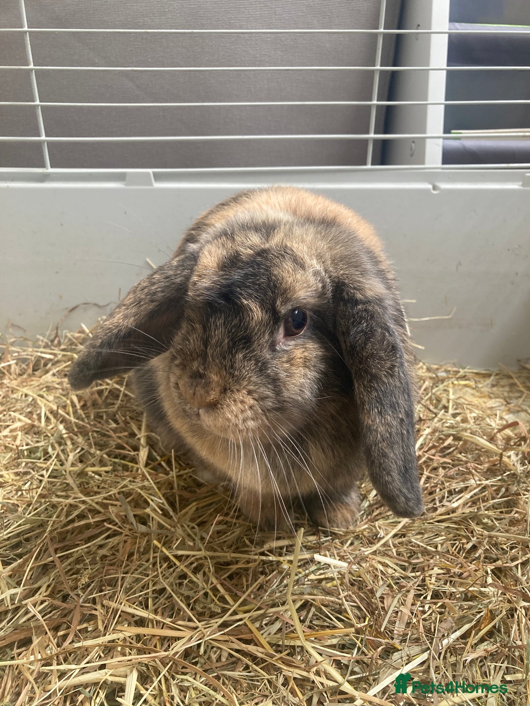 English Lop rabbits for sale: Male Lop Rabbit  - Image 1