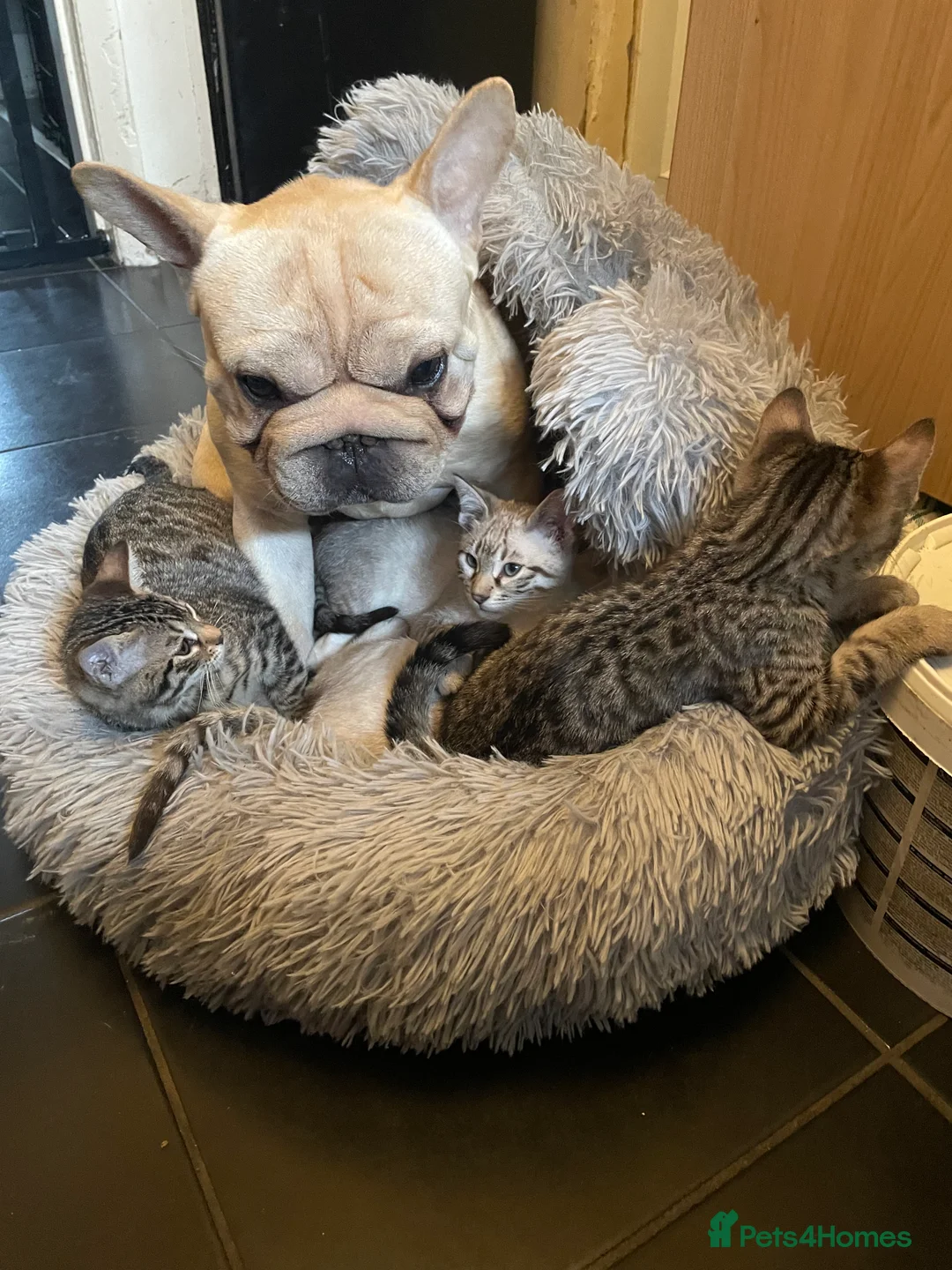 Bengal cats for sale: ❤️INTRODUCING 4 BEAUTIFUL FELINES KITTENS ❤️ - Advert 1