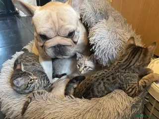 Bengal cats ❤️INTRODUCING 4 BEAUTIFUL FELINES KITTENS ❤️ - Advert 2