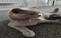 British Shorthair cats for sale: Adorable British Shorthair Kittens  - Image 4