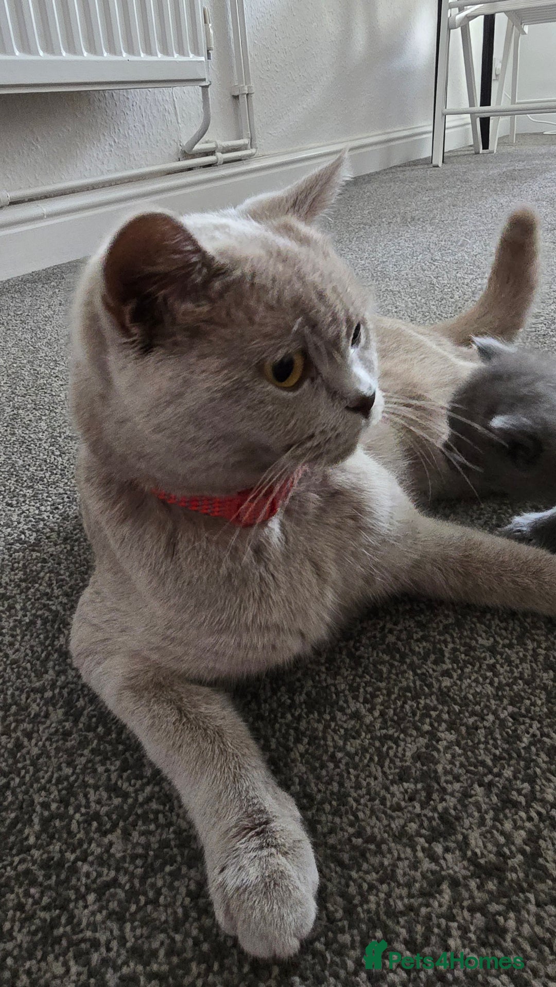 British Shorthair cats for sale: Adorable British Shorthair Kittens  - Image 4