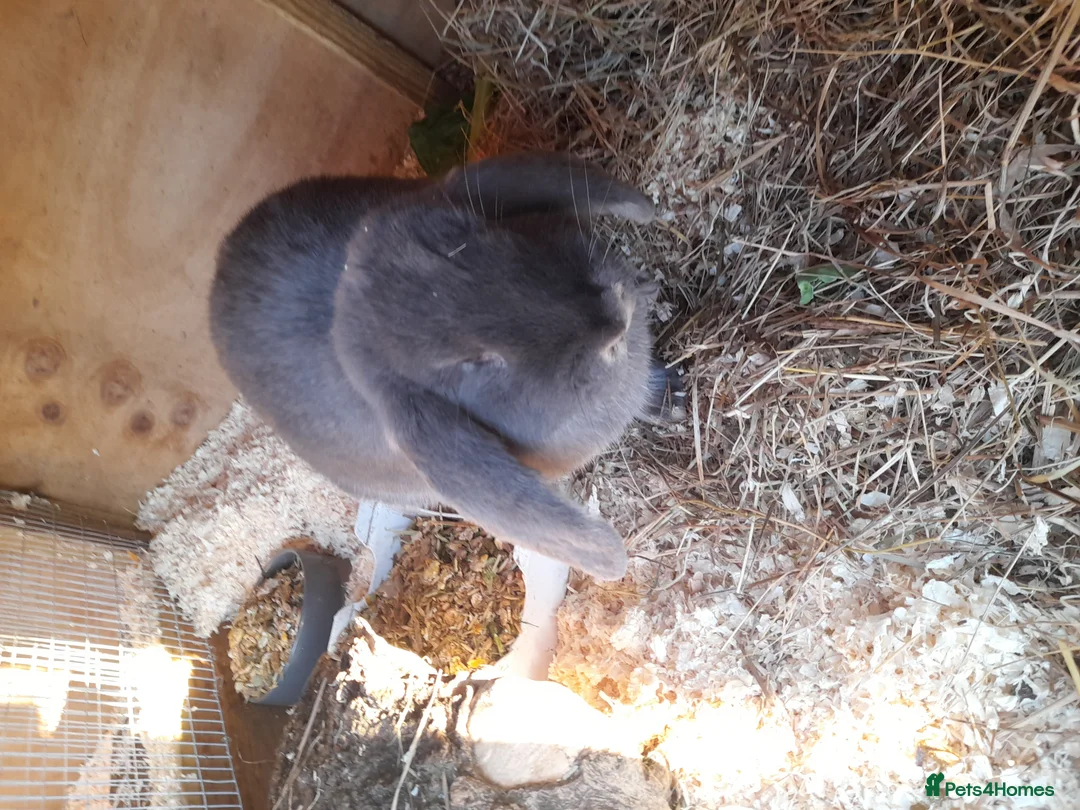 French Lop rabbits for sale: Beautiful  French Lops  (BRC) - Advert 8