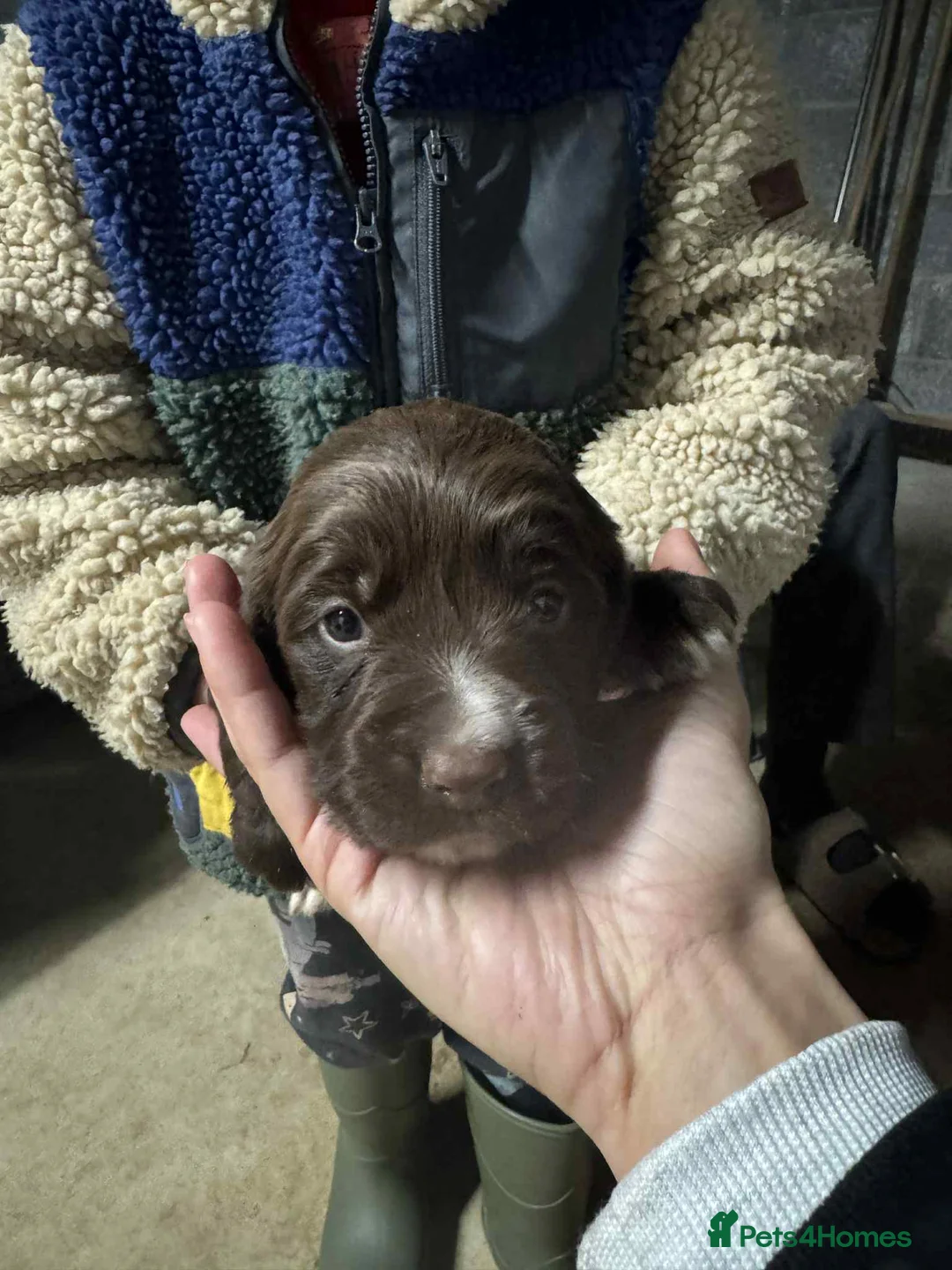 Springador dogs for sale: Sprockerdor puppies for sale - Advert 9