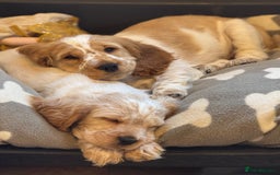 Cocker Spaniel dogs for sale: Show type cocker spaniel puppies - Image 5