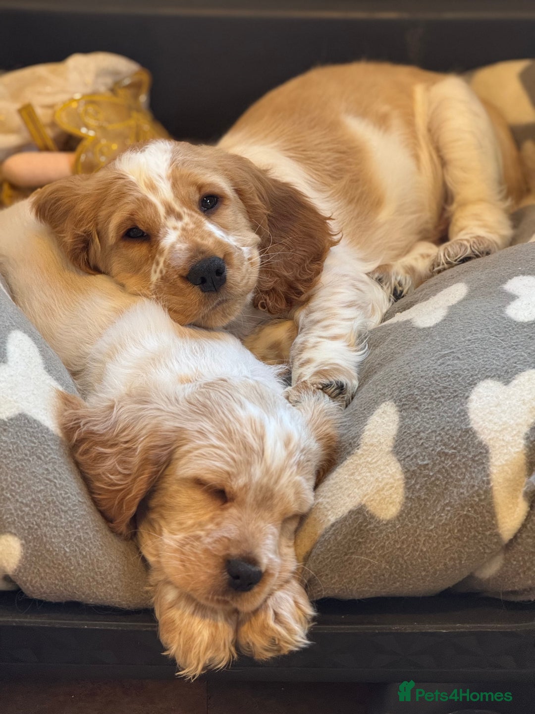 Cocker Spaniel dogs for sale: Show type cocker spaniel puppies - Image 5