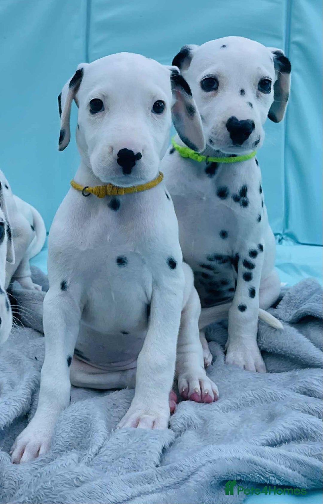 Dalmatian dogs for sale: Dalmatian puppies  - Image 26