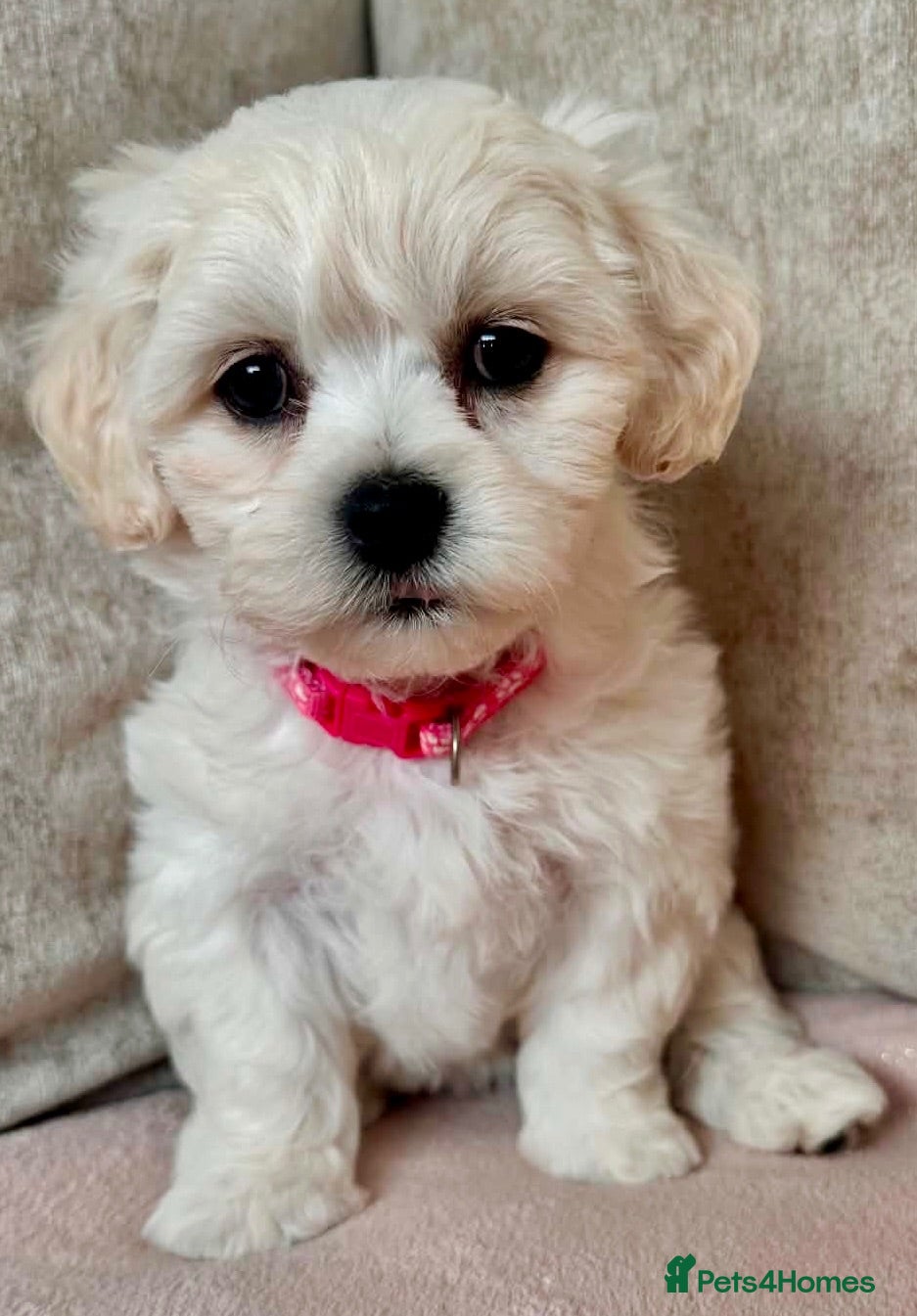 Mixed Breed dogs La chon  - Advert 2