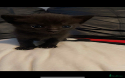 Domestic Shorthair cats for sale: Kitten looking for good home - Advert 1