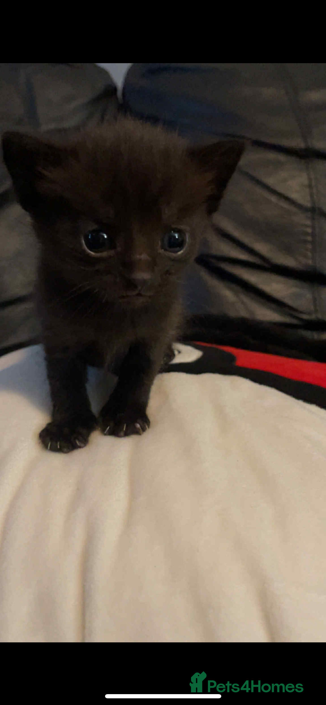 Domestic Shorthair cats for sale: Kitten looking for good home - Advert 1