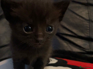 Domestic Shorthair cats Kitten looking for good home - Advert 1