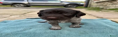German Wirehaired Pointer Puppy 1
