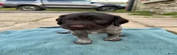 German Wirehaired Pointer dogs for sale: GWP puppies - Advert 14