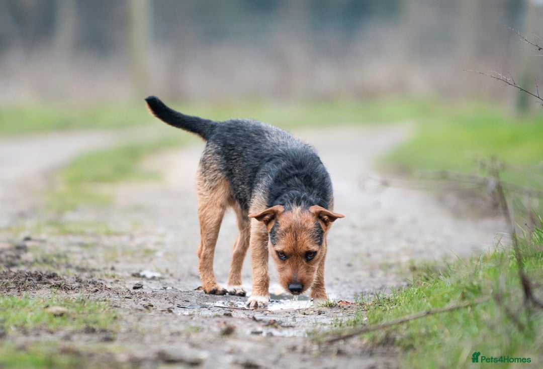 Patterjack dogs for stud: Jack Russell cross Patterdale for stud - Image 2