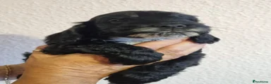Cockapoo 3