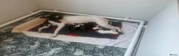 Whippet dogs for sale: Beautiful whippet puppy  - Advert 5
