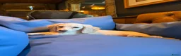 Miniature Dachshund dogs for sale: Intensity cream long hair miniature Dachshunds 🍦 - Advert 12