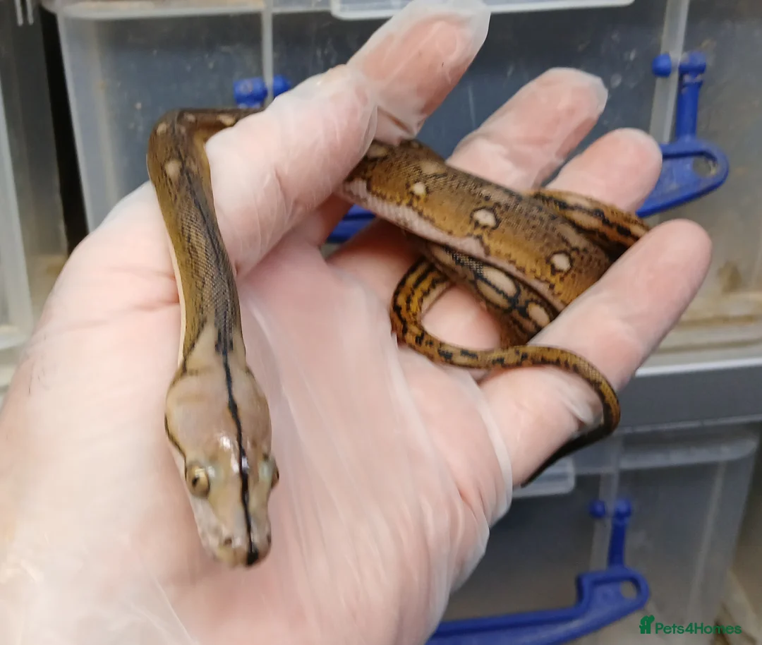 Python Snake reptiles for sale: Malayan Python Male - Advert 2