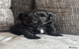 Mixed Breed dogs for sale: 6 beautiful havapoo’s - Image 9