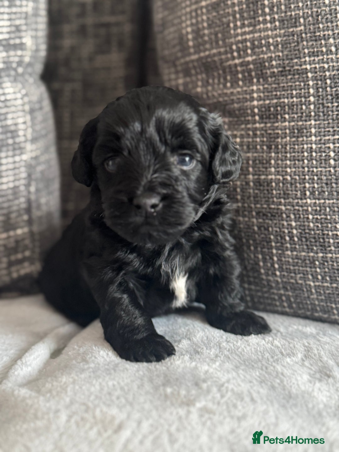 Mixed Breed dogs for sale: 6 beautiful havapoo’s - Image 9