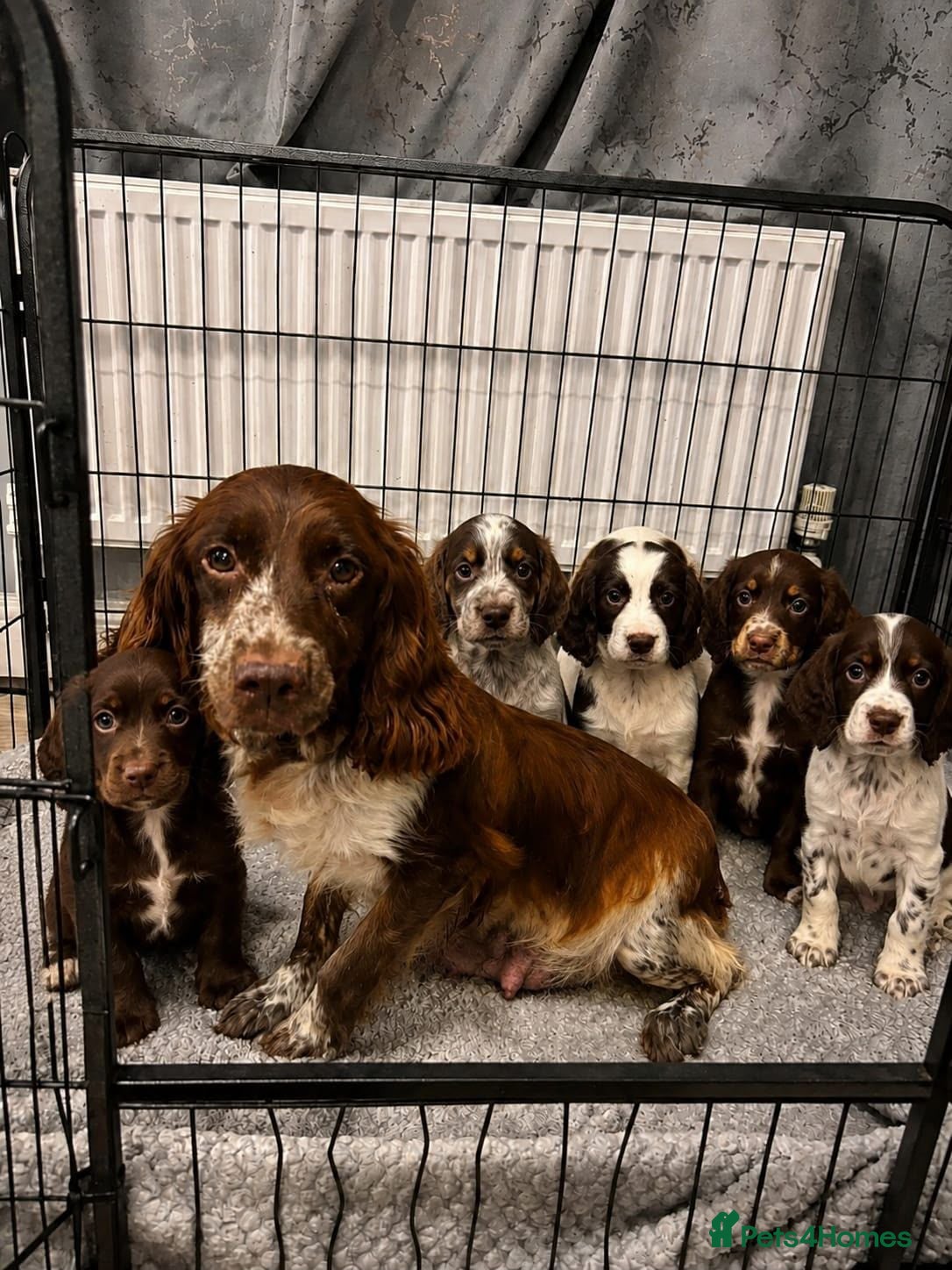 Cocker Spaniel dogs Cocker Spaniel Puppies Ready Now - Advert 1