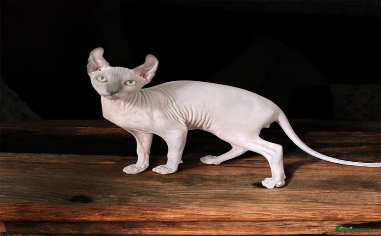 Sphynx cats - Advert 2