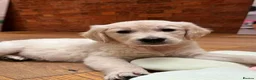 Golden Retriever dogs for sale: Royal Cream Golden Retriever Puppies🤍 🐶 🐾 - Advert 7