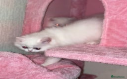 Persian cats for sale: Pure White Persian Girls BLUE EYES & full hearing - Image 2