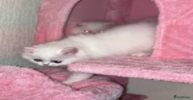 Persian cats - Advert 10