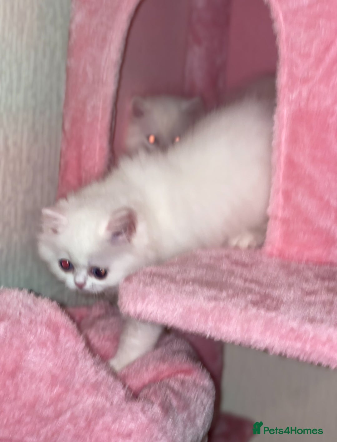 Persian cats for sale: Pure White Persian Girls BLUE EYES & full hearing - Image 2