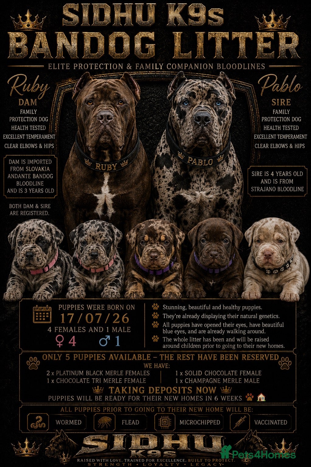 Mixed Breed dogs 8 week old Merle mixed mastiff puppies  - Advert 12