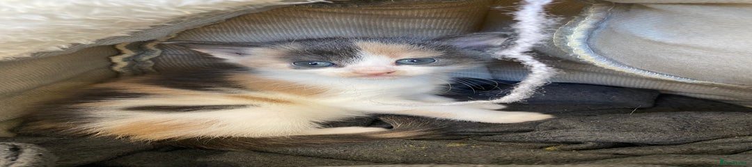 Mixed Breed Kitten 4