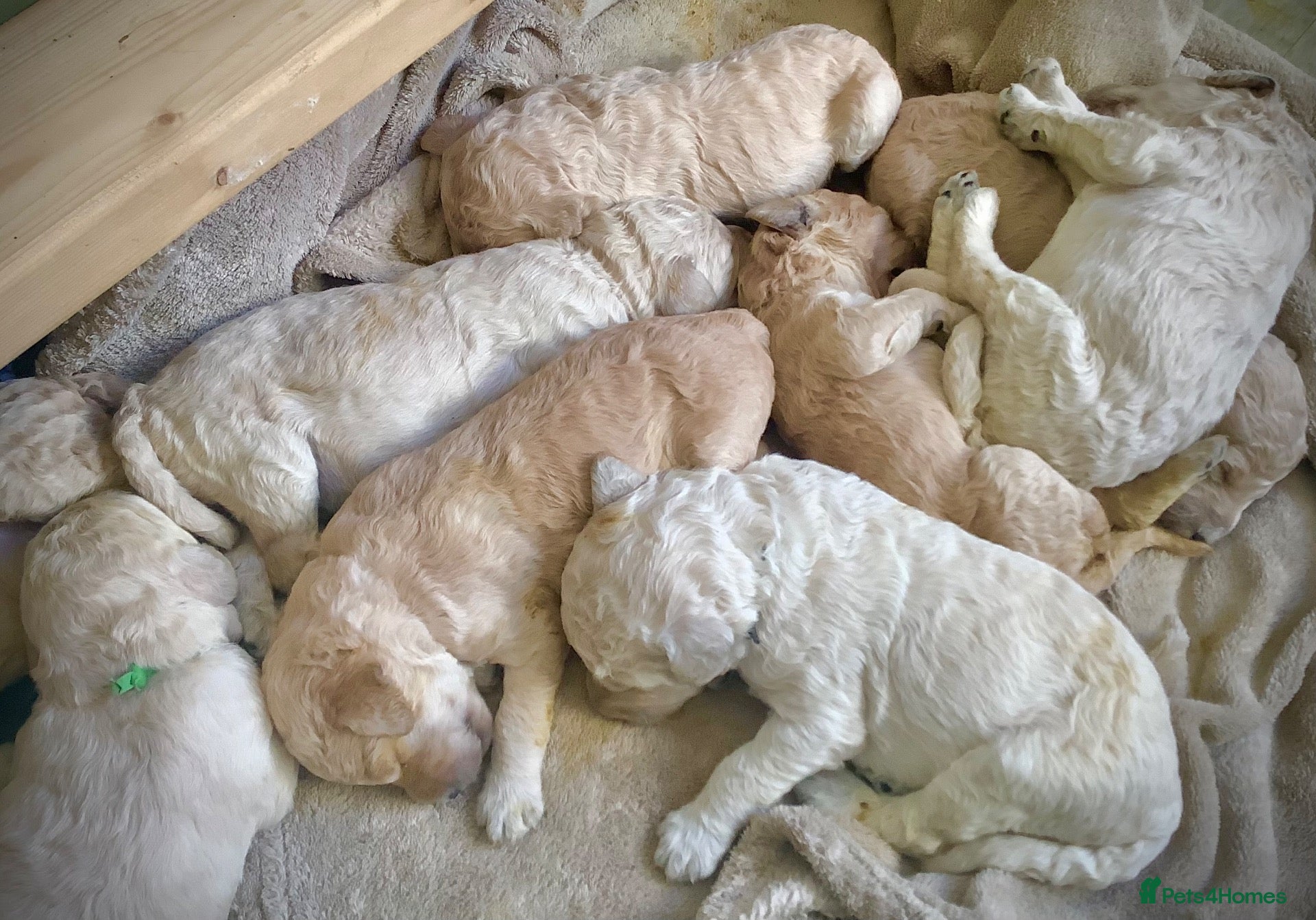 Standard Poodle dogs for sale: KC Standard Poodle Puppies - Advert 5