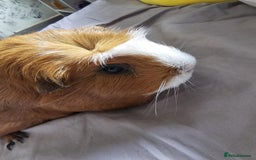 Guinea Pig rodents for sale: 2 female guinea pigs. Includes;  - Image 3