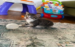 Mixed Breed cats for sale: Kittens for sale  - Image 7