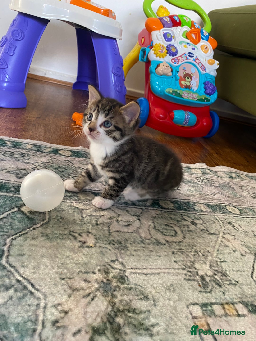 Mixed Breed cats for sale: Kittens for sale  - Image 7